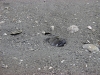 thumbs buried seabass 2