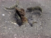 thumbs buried seabass 3