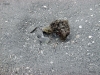 thumbs buried seabass