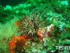 thumbs urchin