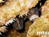 thumbs soapfish two