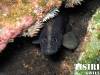 thumbs soapfish