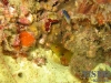 thumbs blenny