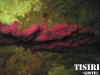 thumbs color