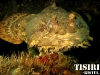 thumbs toad