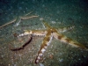 thumbs small sea star