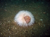 thumbs small urchin