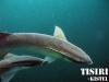 thumbs remora 3