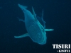 thumbs remora