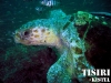 thumbs turtle 3