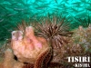 thumbs urchin and bait