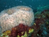 thumbs jacksonville reef sponge