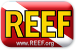 Reef reef