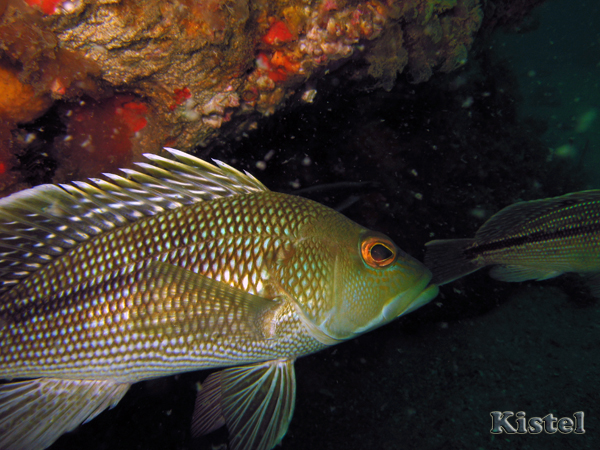 seabass