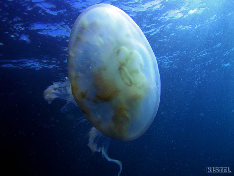 jelly 5 copy