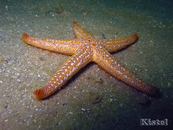 starfish