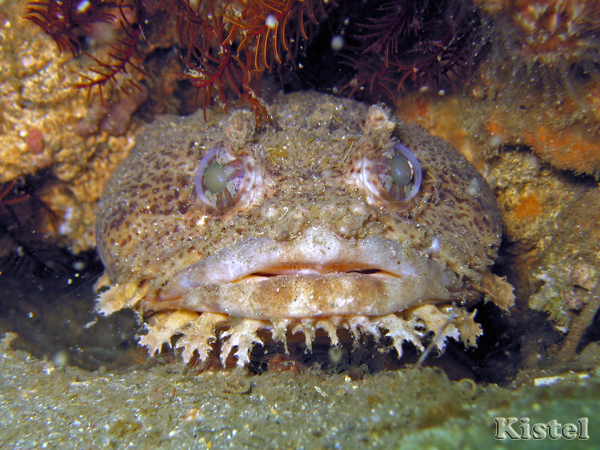 toad