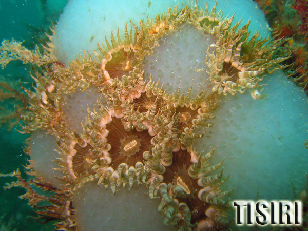 anenome