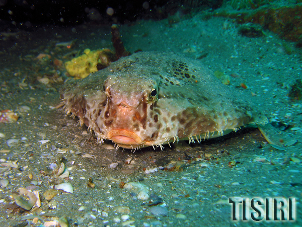 bat fish