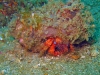 thumbs hermit small1