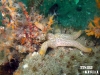 thumbs star