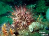 thumbs urchin