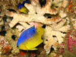 Marine Life 3 Gallery