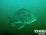 snapper thumb Gallery