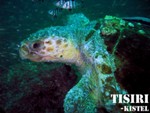 turtle 3 thumb Gallery