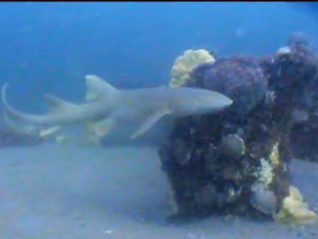 coppage culverts shark