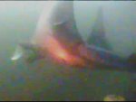 manta 3
