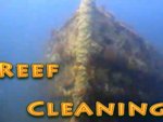 reef cleaning thumb