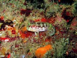 blenny