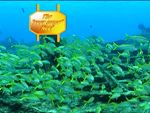 name reef