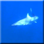 shark thumb