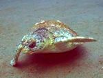turtle thumb
