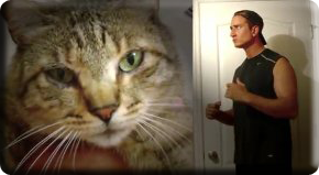 kitty joe