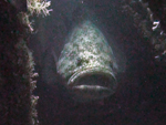 goliath thumb